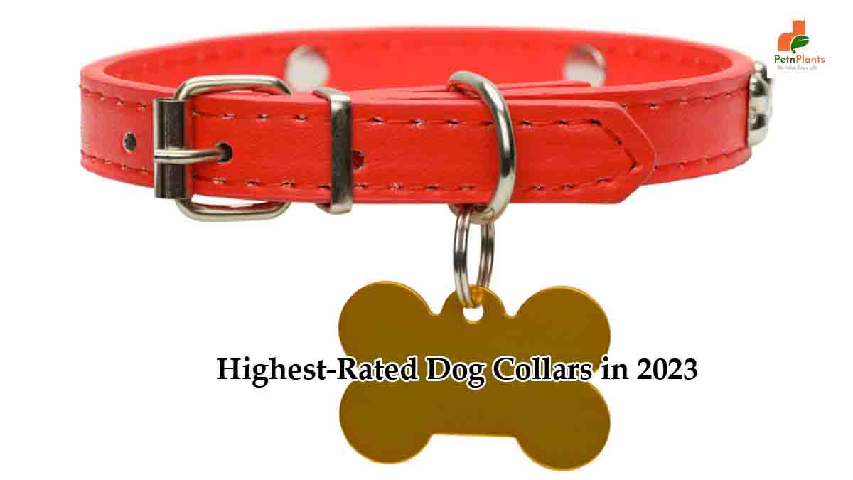 Highest-Rated Dog Collars for your furry baby
