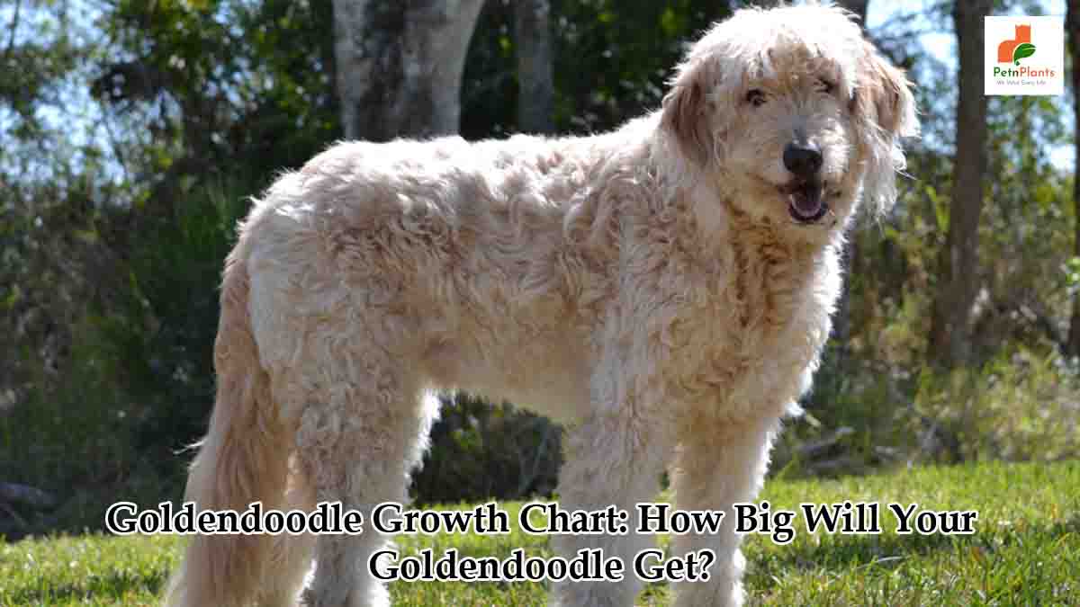 Goldendoodle Growth Chart: How Big Will Your Goldendoodle Get?