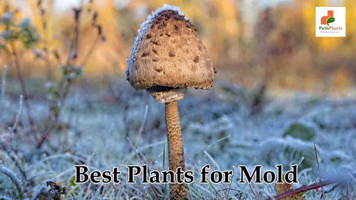 Best Plants for Mold