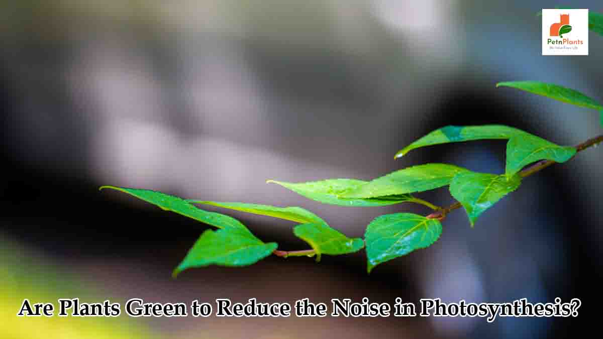 Are Plants Green to Reduce the Noise in Photosynthesis?