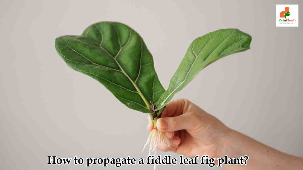 How to propagate a fiddle leaf fig plant?