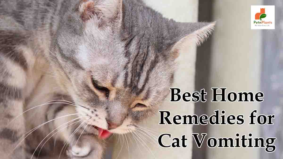 Best Home Remedies for Cat Vomiting