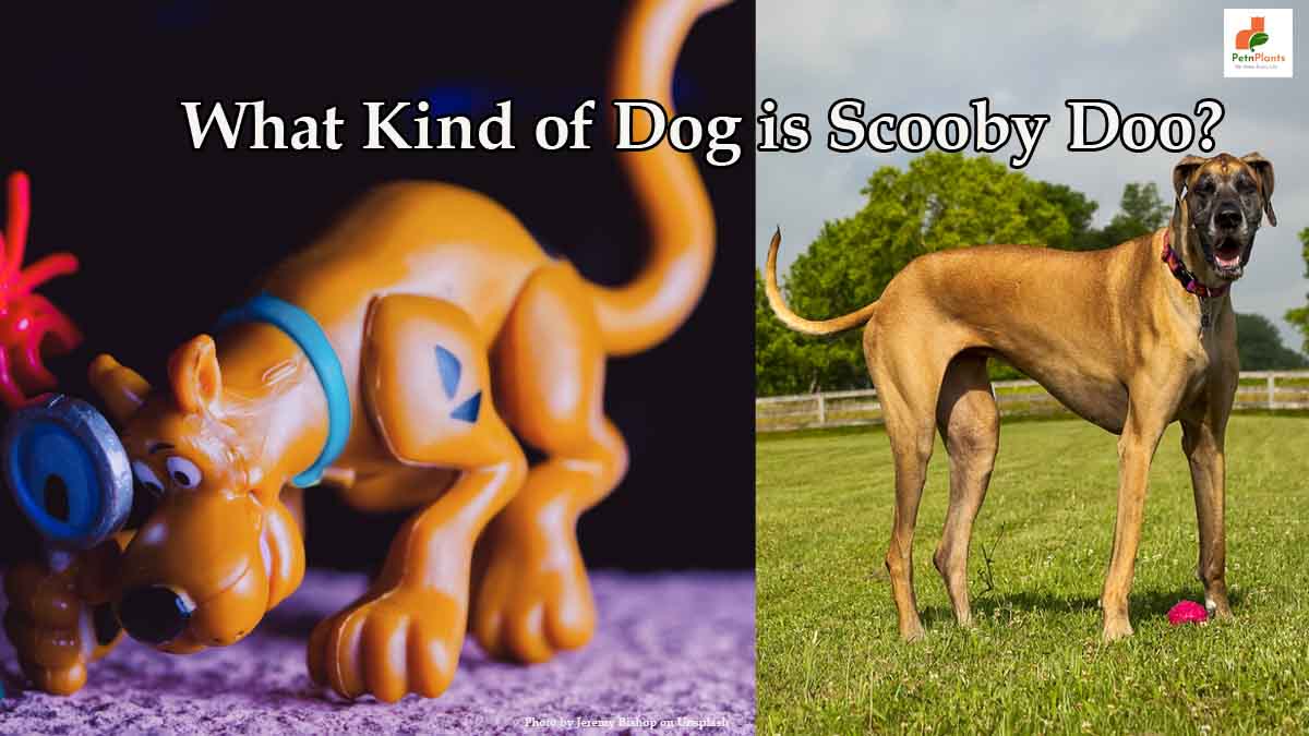 What Kinda Dog Is Scooby Doo?
