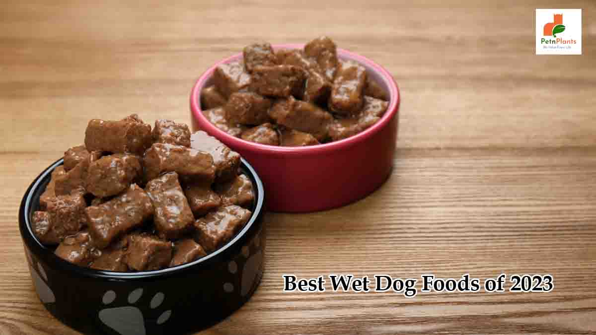 Best Wet Dog Foods of 2023