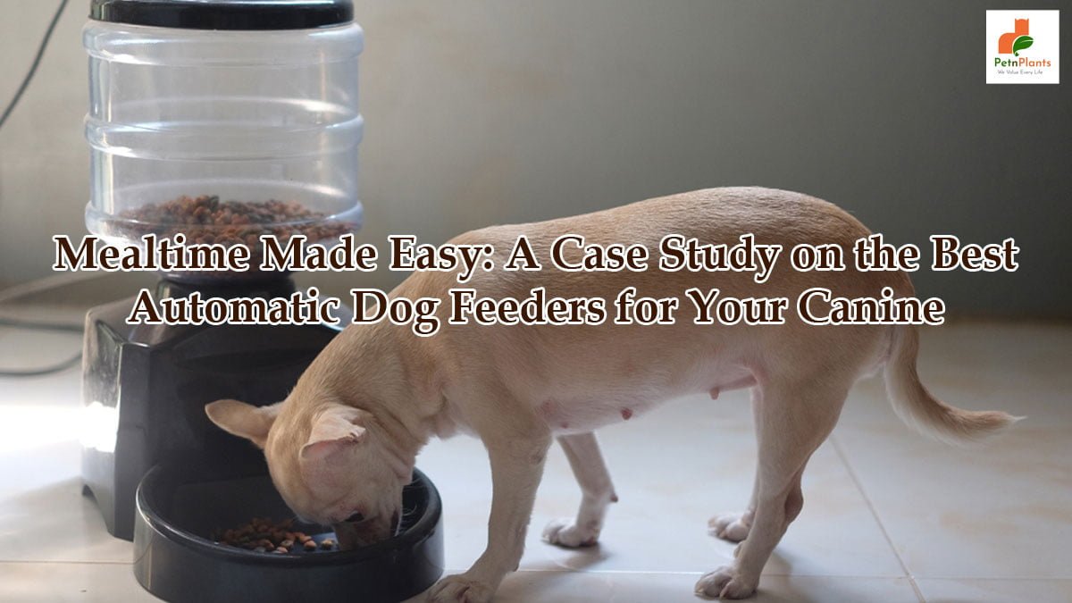Mealtime Made Easy: A Case Study on the Best Automatic Dog Feeders for Your Canine Companion