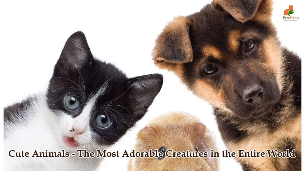 Cute Animals – The Most Adorable Creatures in the Entire World