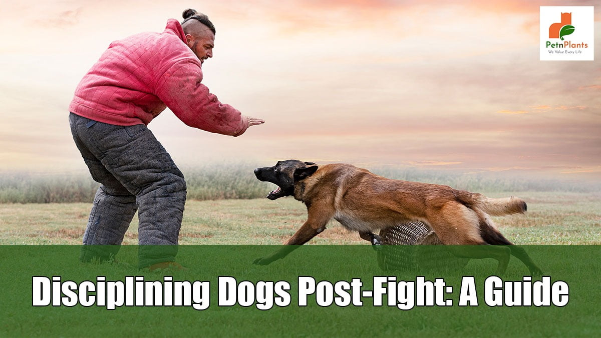 How to Discipline a Dogs after Fighting