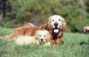 puppy-dog