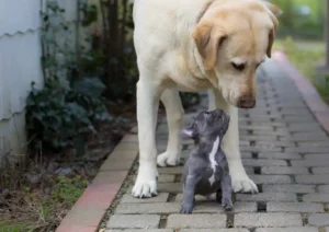 puppy-dog2