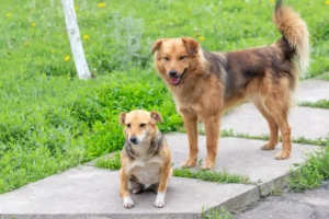 new-dog2
