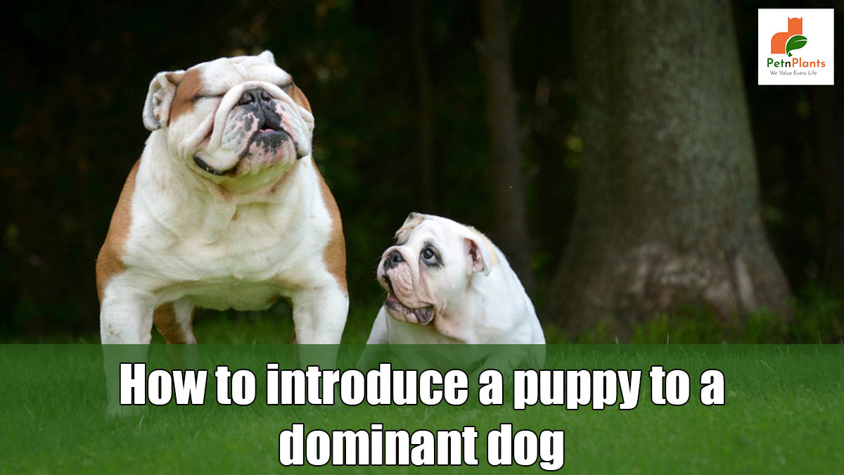 How to introduce a puppy to a dominant dog