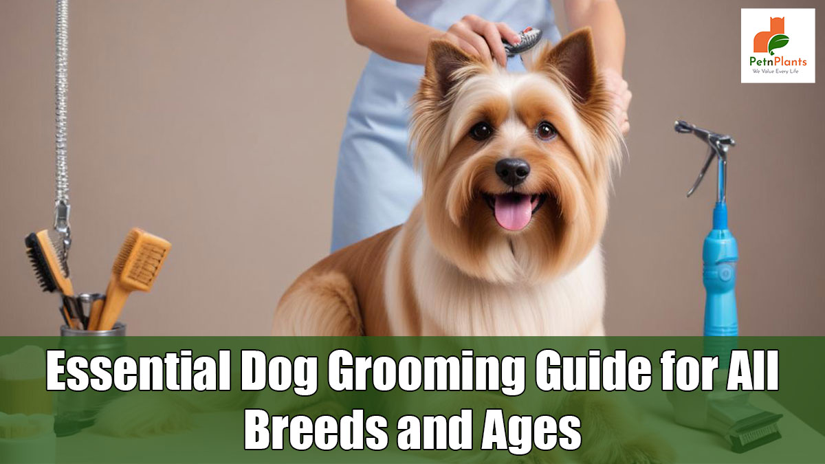 Dog Grooming Guide for All Breeds and Ages