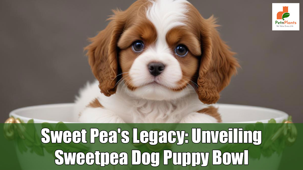 sweetpea dog puppy bowl