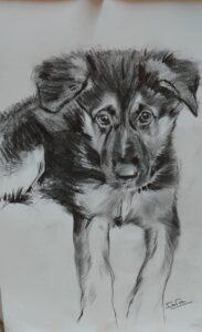 dog-sketch