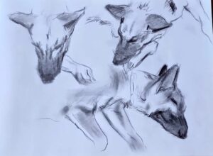 dogs-drawing