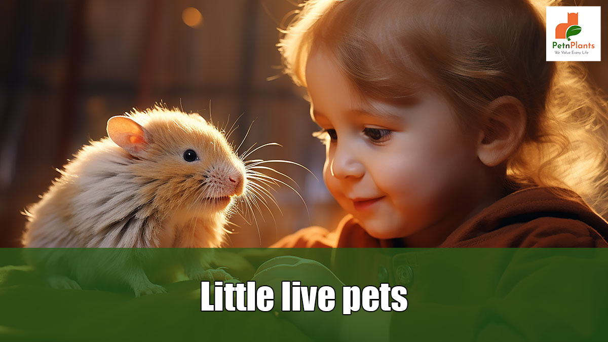 Little Live Pets: Perfect friends for your kids