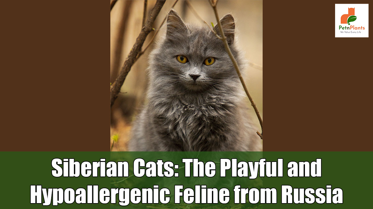Siberian Cats: The Playful and Hypoallergenic Feline from Russia