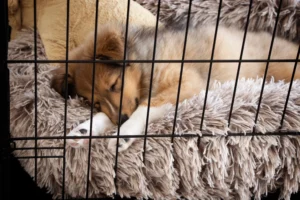 how to get a puppy to sleep at night without crying