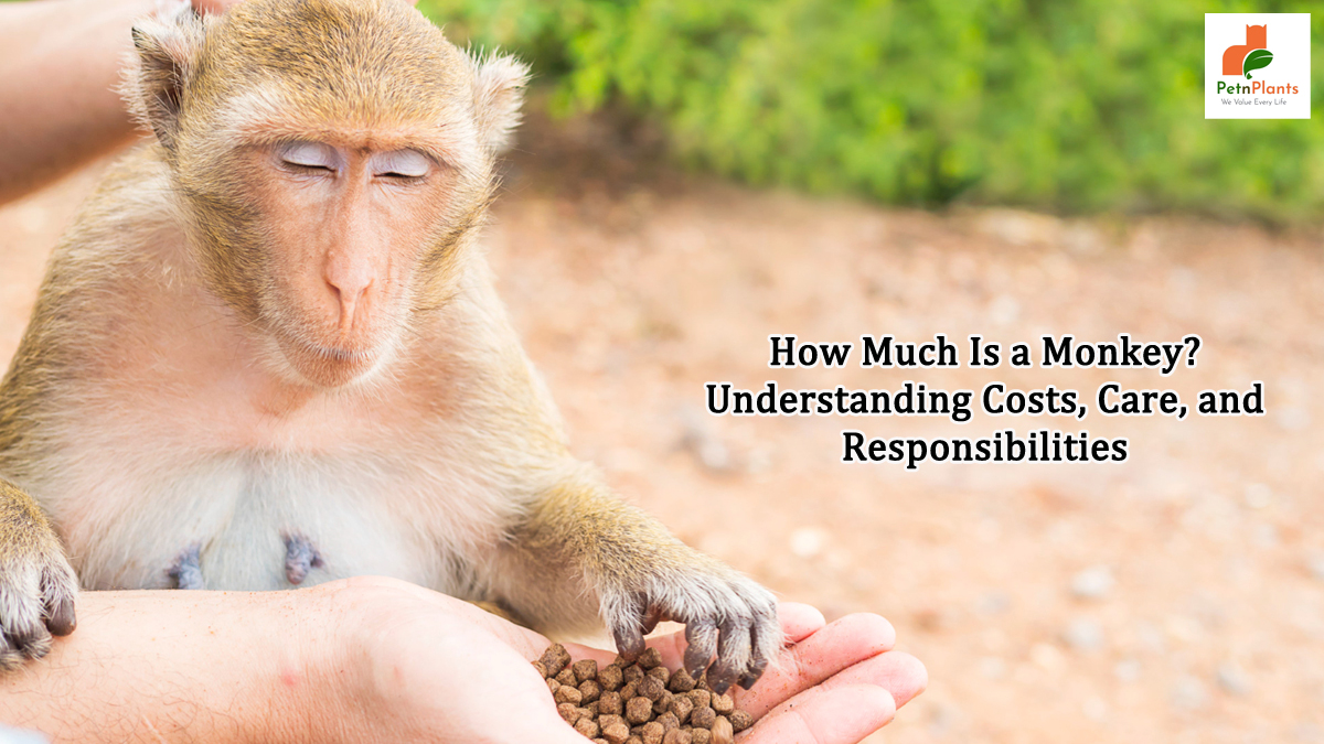 How Much Is a Monkey? Understanding Costs, Care, and Responsibilities - Pet N Plants