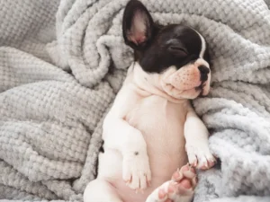 how to get a puppy to sleep at night without crying