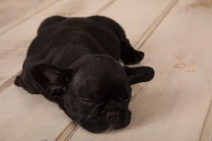 how to get a puppy to sleep at night without crying 