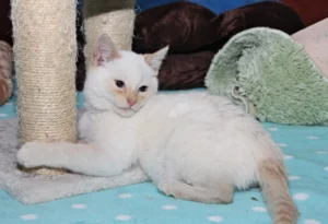 flame point siamese