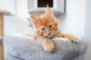 maine coon kittens for sale