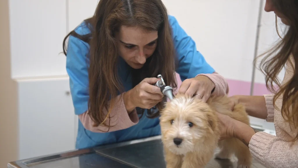 puppy first vet visit checklist