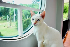 flame point siamese