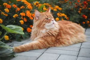 world record largest maine coon cat