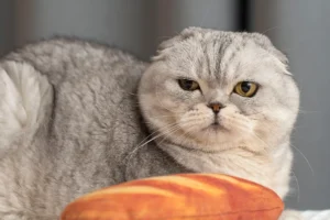 why doesn't my cat purr