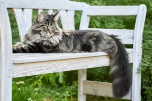 world record largest maine coon cat