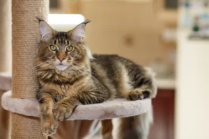 world record largest maine coon cat
