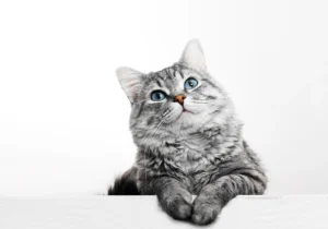 grey tabby cat