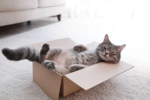 grey tabby cat