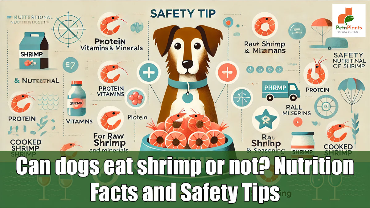 Can dogs eat shrimp or not? Nutrition Facts and Safety Tips