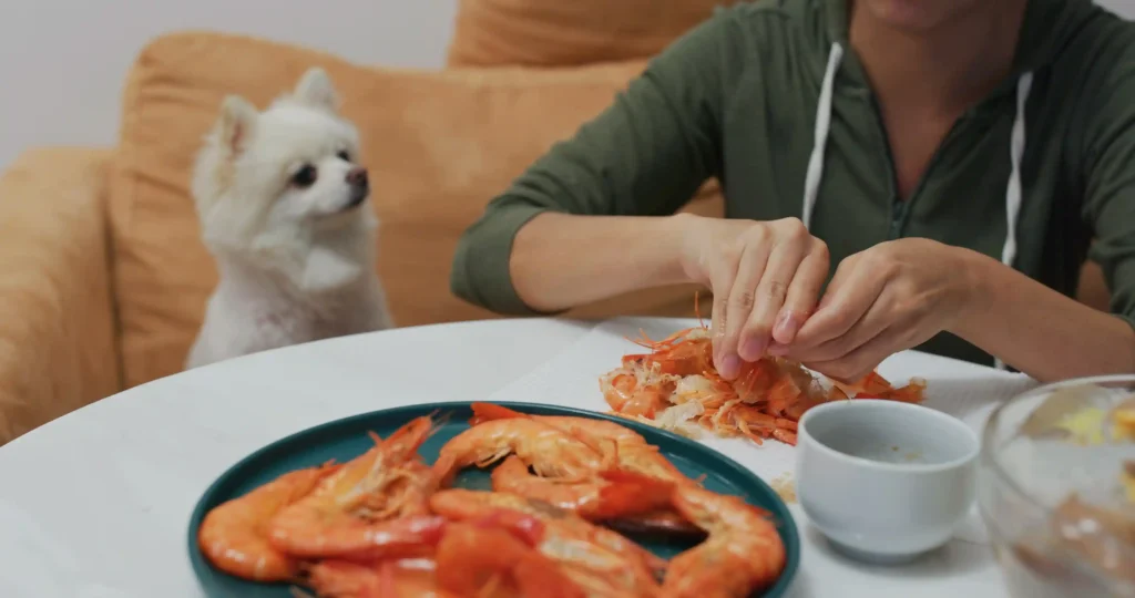 can dogs eat shrimp