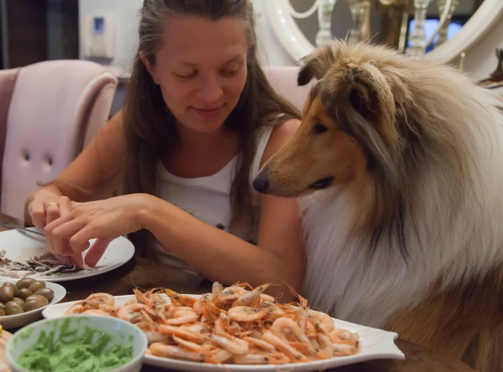 can dogs eat shrimp