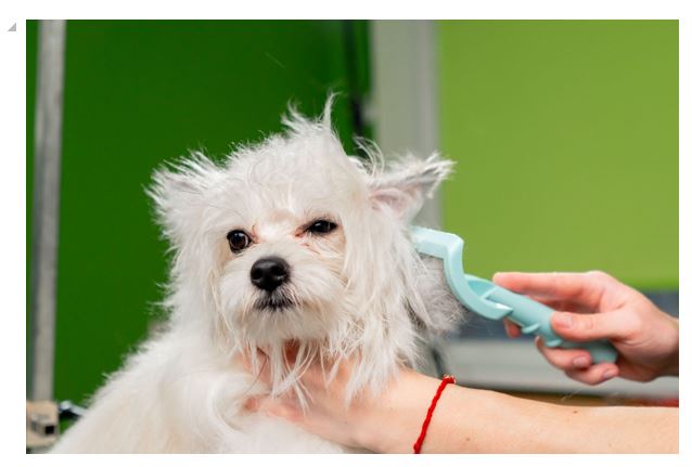 dog grooming