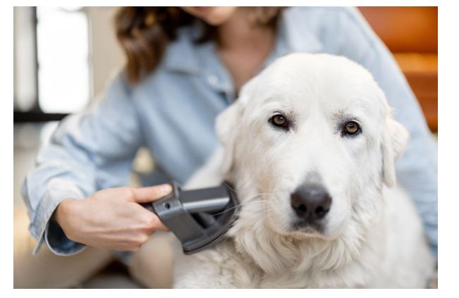 dog grooming